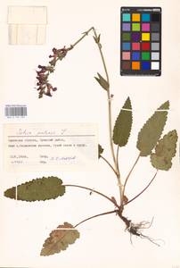 MHA 0 156 295, Salvia pratensis L., Eastern Europe, Central forest-and-steppe region (E6) (Russia)