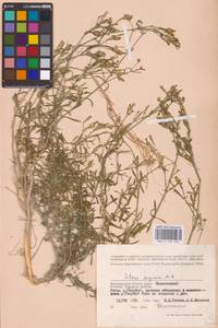 Silene supina M.Bieb., Eastern Europe, Lower Volga region (E9) (Russia)