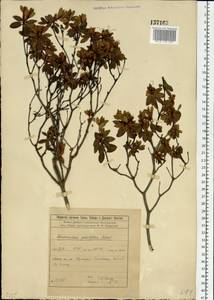 Rhododendron parvifolium Adams, Siberia, Baikal & Transbaikal region (S4) (Russia)