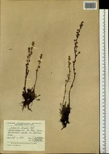 Artemisia borealis Pall., Siberia, Chukotka & Kamchatka (S7) (Russia)