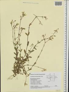 Cerastium holosteoides Fries emend. Hyl., Eastern Europe, Central region (E4) (Russia)