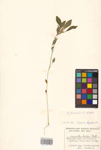 Amaranthus powellii S. Watson, Siberia, Russian Far East (S6) (Russia)