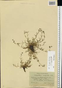Spergularia media (L.) C. Presl, Eastern Europe, South Ukrainian region (E12) (Ukraine)