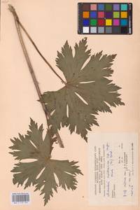 Aconitum lycoctonum subsp. moldavicum (Hacq.) Jalas, Eastern Europe, West Ukrainian region (E13) (Ukraine)