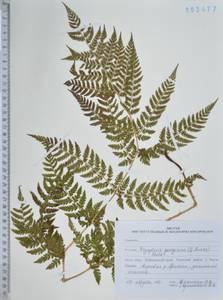 Dryopteris goeringiana (Kunze) Koidz., Siberia, Russian Far East (S6) (Russia)