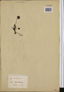 Globularia cordifolia L., Western Europe (EUR) (Not classified)