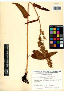 Rumex aquaticus L., Siberia, Baikal & Transbaikal region (S4) (Russia)