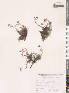 Eritrichium ochotense Yurtseva & Khokhr., Siberia, Chukotka & Kamchatka (S7) (Russia)