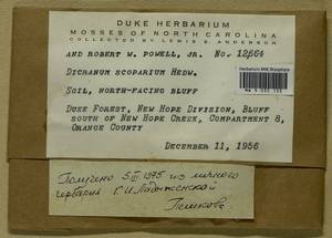 Dicranum scoparium Hedw., Bryophytes, Bryophytes - America (BAm) (United States)