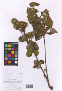 Arctium lappa L., Eastern Europe, Moscow region (E4a) (Russia)