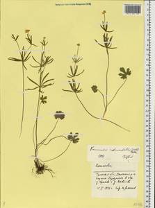 Ranunculus rotundellus (Markl.) Ericsson, Eastern Europe, Central region (E4) (Russia)