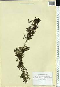 Galium humifusum M.Bieb., Eastern Europe, Middle Volga region (E8) (Russia)