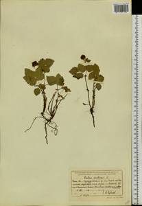 Rubus arcticus L., Siberia, Baikal & Transbaikal region (S4) (Russia)