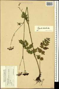 Pimpinella rhodantha Boiss., Caucasus, Armenia (K5) (Armenia)