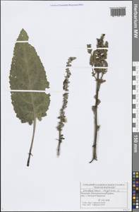 Verbascum nigrum L., Eastern Europe, Middle Volga region (E8) (Russia)