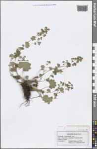 Alchemilla micans Buser, Eastern Europe, Middle Volga region (E8) (Russia)