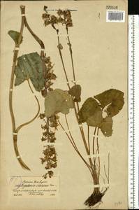 Ligularia sibirica (L.) Cass., Eastern Europe, North-Western region (E2) (Russia)
