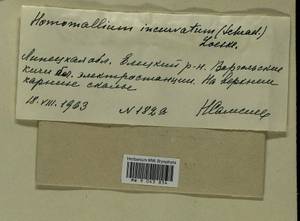 Homomallium incurvatum (Schrad. ex Brid.) Loeske, Bryophytes, Bryophytes - Central forest-and-steppe region (B10) (Russia)