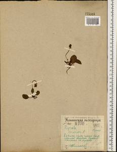 Pyrola minor L., Eastern Europe, Northern region (E1) (Russia)