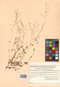 Arabidopsis halleri subsp. gemmifera (Matsum.) O'Kane & Al-Shehbaz, Siberia, Chukotka & Kamchatka (S7) (Russia)