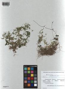 Galium spurium subsp. spurium, Siberia, Altai & Sayany Mountains (S2) (Russia)