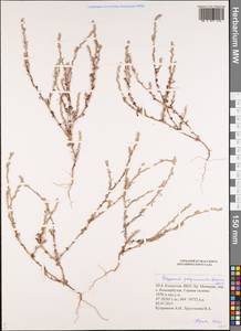Polygonum polycnemoides Jaub. & Spach, Middle Asia, Dzungarian Alatau & Tarbagatai (M5) (Kazakhstan)