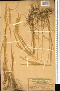 Koeleria pyramidata (Lam.) P.Beauv., Caucasus, Armenia (K5) (Armenia)