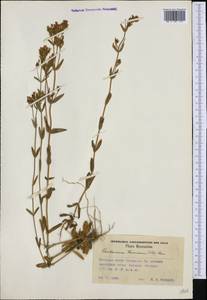 Centaurium anatolicum (K. Koch) N.N. Tzvelev, Western Europe (EUR) (Romania)