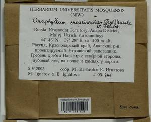 Cirriphyllum crassinervium (Taylor ex Wilson) Loeske & M. Fleisch., Bryophytes, Bryophytes - North Caucasus & Ciscaucasia (B12) (Russia)