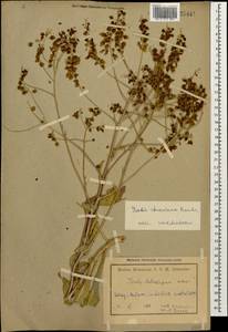 Isatis cappadocica subsp. steveniana (Trautv.) P.H. Davis, Caucasus, Armenia (K5) (Armenia)