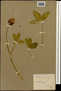 Trifolium ambiguum M.Bieb., Caucasus, Stavropol Krai, Karachay-Cherkessia & Kabardino-Balkaria (K1b) (Russia)