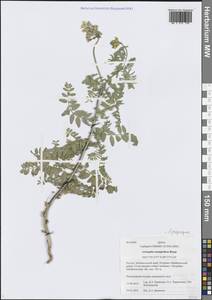 Astragalus mongholicus Bunge, Siberia, Baikal & Transbaikal region (S4) (Russia)