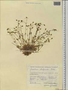 Cerastium bialynickii Tolm., Siberia, Central Siberia (S3) (Russia)