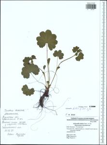 Alchemilla baltica Sam. ex Juz., Eastern Europe, Central region (E4) (Russia)