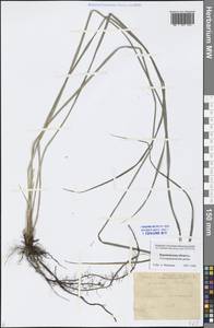 Carex cespitosa L., Eastern Europe, Central forest-and-steppe region (E6) (Russia)
