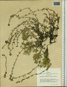 Artemisia lagopus Fisch. ex Besser, Siberia, Yakutia (S5) (Russia)