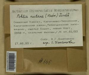 Pohlia nutans (Hedw.) Lindb., Bryophytes, Bryophytes - North Caucasus & Ciscaucasia (B12) (Russia)