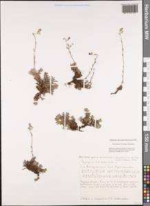 Eritrichium sericeum (Lehm.) A. DC., Siberia, Yakutia (S5) (Russia)