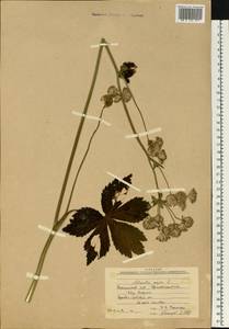 Astrantia major L., Eastern Europe, West Ukrainian region (E13) (Ukraine)