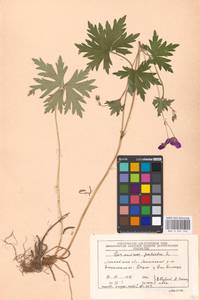 Geranium palustre L., Eastern Europe, Moscow region (E4a) (Russia)