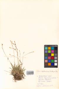 Carex ledebouriana C.A.Mey. ex Trevir., Siberia, Russian Far East (S6) (Russia)