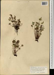 Aleuritopteris argentea (S. G. Gmel.) Fée, Mongolia (MONG) (Mongolia)
