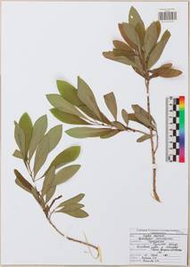 Daphne mezereum L., Eastern Europe, Central region (E4) (Russia)