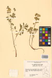 Euphorbia esula subsp. esula, Siberia, Russian Far East (S6) (Russia)