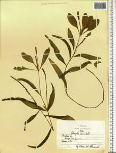 Potamogeton alpinus Balb., Eastern Europe, Moscow region (E4a) (Russia)