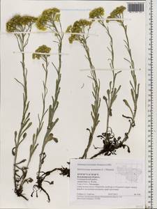 Helichrysum arenarium (L.) Moench, Eastern Europe, Central region (E4) (Russia)