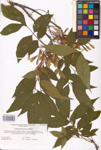 Fraxinus pennsylvanica Marshall, Eastern Europe, Lower Volga region (E9) (Russia)