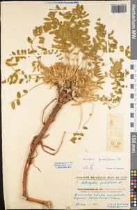 Astragalus exscapus subsp. pubiflorus (DC.) Soó, Eastern Europe, North Ukrainian region (E11) (Ukraine)