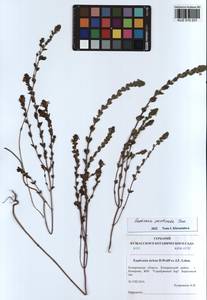 Euphrasia pectinata Ten., Siberia, Altai & Sayany Mountains (S2) (Russia)