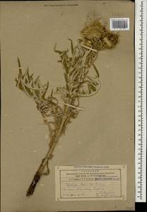 Cirsium ciliatum subsp. szovitsii (K. Koch) Petr., Caucasus, Armenia (K5) (Armenia)